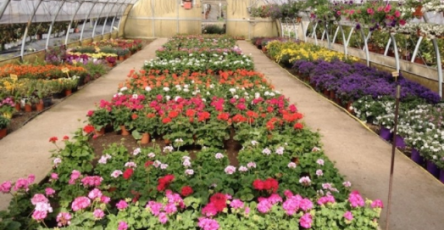 Florovivaismo, col lockdown calo del 70% del fatturato dei fiori recisi