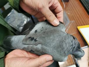 La Spezia, bracconiere senza porto d'armi uccide colombella: multa e denuncia