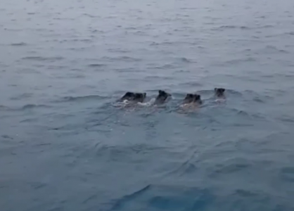 Un'intera famiglia di cinghiali a nuoto nel mar Ligure