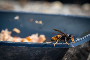 Genova - Regione Liguria sperimenta il "metodo Z" per debellare vespa velutina