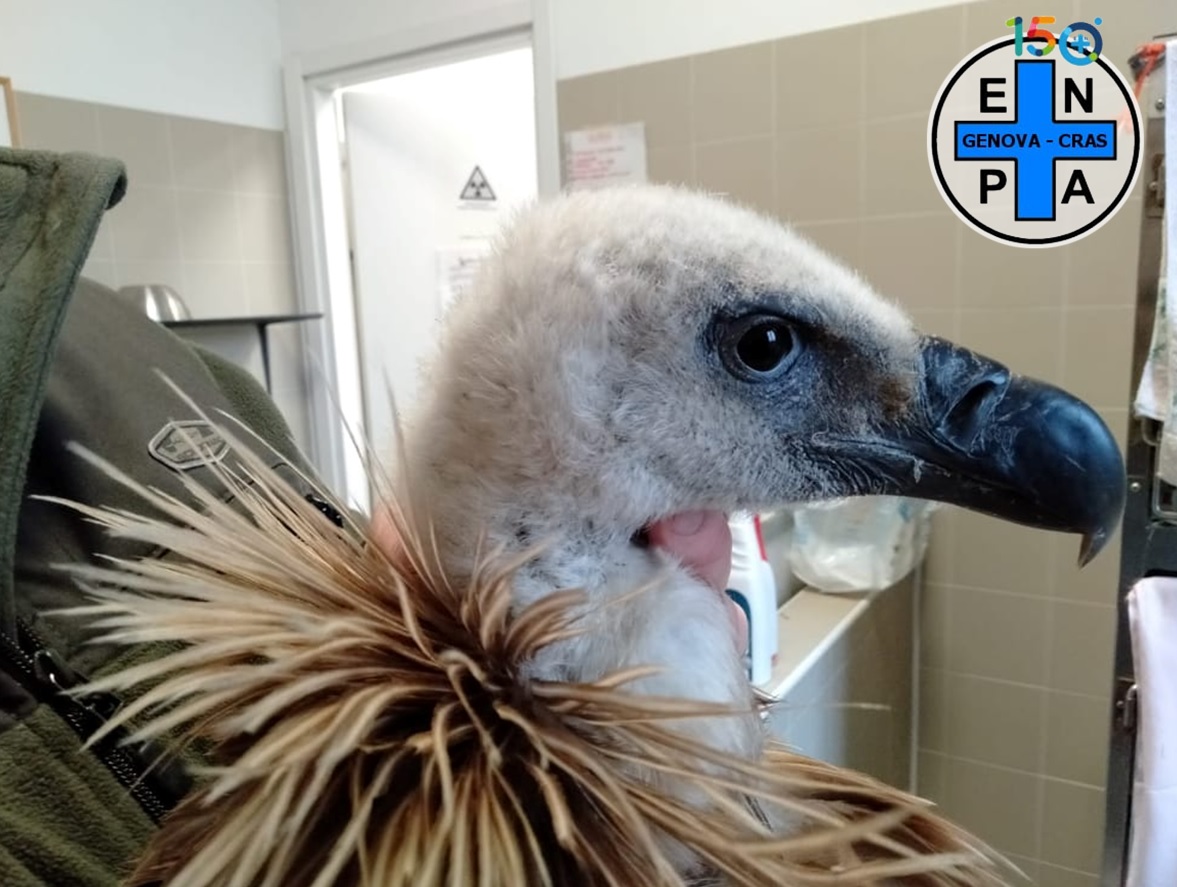 Genova, un grifone esausto e debilitato recuperato in un giardino a Molassana