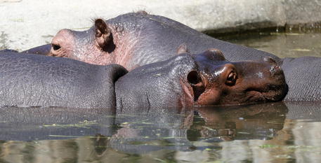 In Belgio due ippopotami positivi al Covid: sono madre e figlia, vivono nello zoo di Anversa