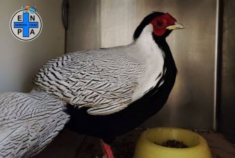 Genova, un esemplare maschio di fagiano argentato recuperato fra il Righi e Castelletto