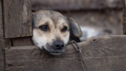 Genova, due cani legati ad un palo e abbandonati  