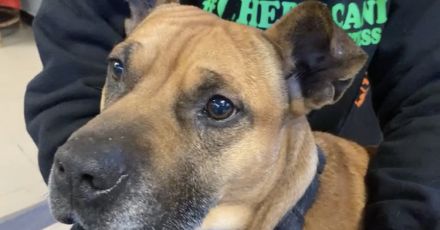 Genova, al canile municipale i più abbandonati sono i pit bull 