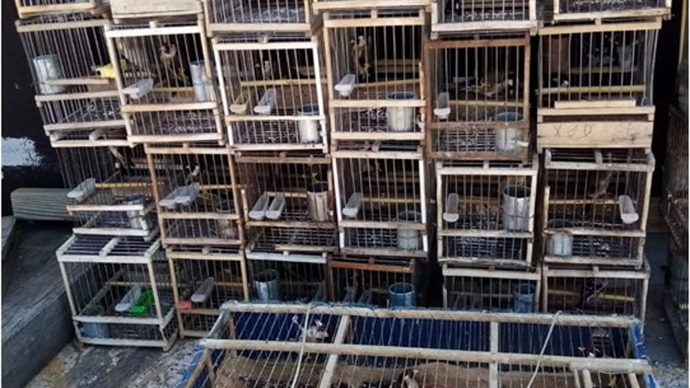 Genova, 112 uccellini selvatici prigionieri in gabbiette anguste: bracconiere denunciato