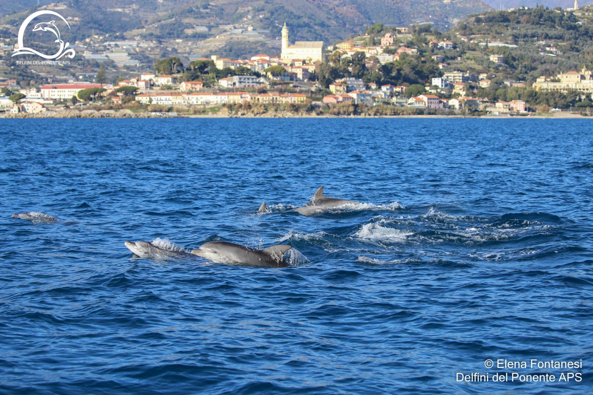 Imperia, avvistamento record di 41 delfini a poche centinaia di metri dalla riva