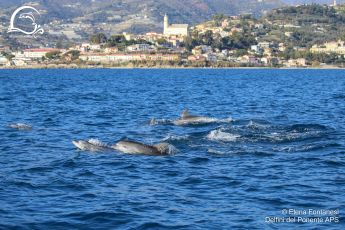 Carabinieri: sequestrati accessori di moda realizzati con pellami di  animali - Liguria24