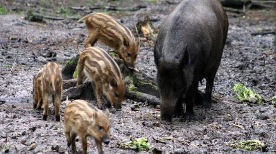 Peste suina, in corso la task force per l'emergenza