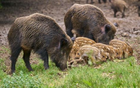 Peste suina, altre 6 carcasse ritrovate a Campo Ligure e Rossiglione: scattano le analisi