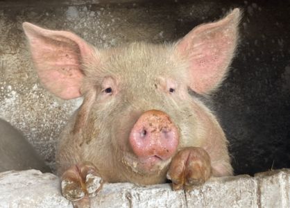 Peste suina: a Sciarborasca tre maiali aspettano di conoscere il loro destino