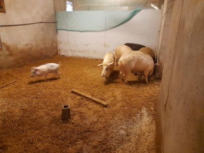 Peste suina, la storia di Paola: "Lunedì ci abbattono 60 maiali, due si fanno compagnia da undici anni"