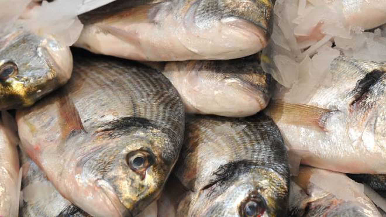 La Spezia, pesce non tracciato: sequestrati 10 chili in un ristorante