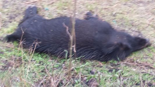 Peste suina, altro cinghiale morto nel Bisagno