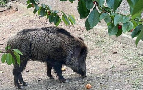 Peste suina, salgono a 19 i casi in Liguria: l'ultimo nel comune di Campomorone