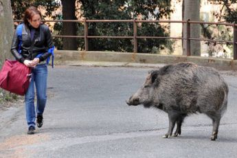 Peste suina, il primo ricorso al Tar per la "chiusura" dei boschi parte da Genova