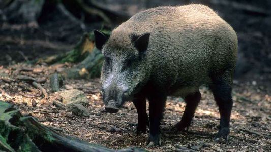 Peste suina, Liguria:  trovati altri 4 cinghiali infetti 