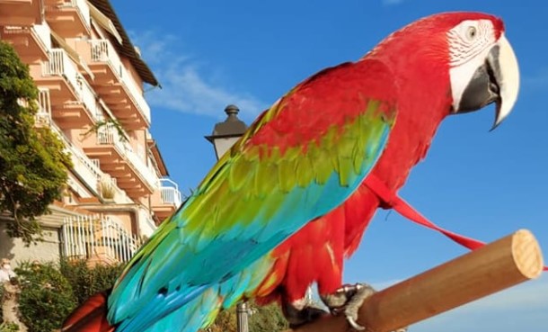 Genova, pappagallo scappa dalla gabbia a Sampierdarena: salvato dai pompieri