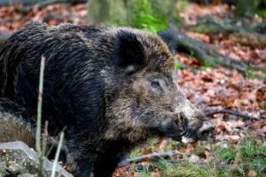 Peste Suina, altri due casi in Piemonte: il totale arriva a 71