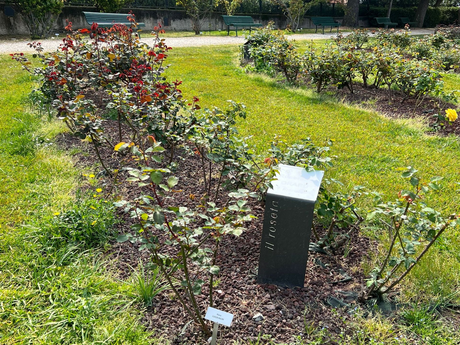 Euroflora 2022, Surace: "Fiori simbolo di pace dedicati al popolo ucraino"