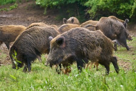 Genova, danno da mangiare ai cinghiali nel Bisagno: prime multe