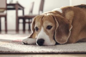 Genova, muore in casa dell'amica. Il cane lo veglia per ore e non fa avvicinare nessuno