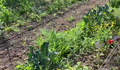Genova, in Albaro un orto collettivo dove mamme e bambini coltivano insieme