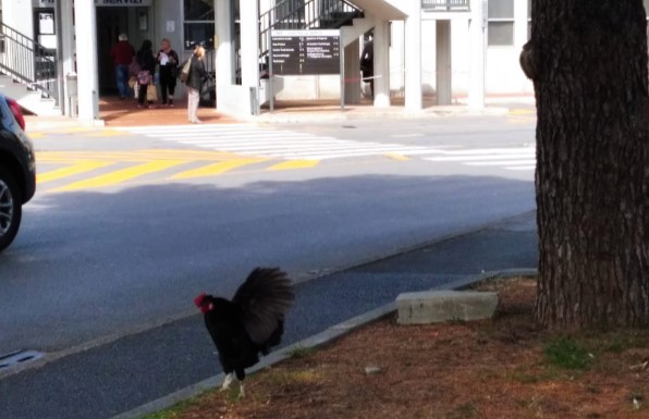 Pietra Ligure, galline a spasso nel parcheggio del Santa Corona: erano fuggite da un vicino pollaio