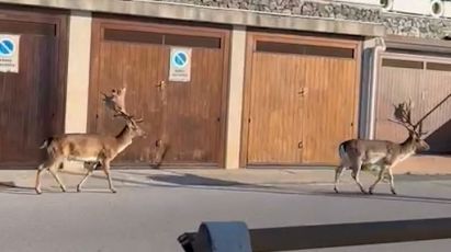 Savona, coppia di daini a passeggio lungo l'Aurelia fra Bergeggi e Spotorno