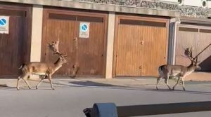 Savona, coppia di daini a passeggio lungo l'Aurelia fra Bergeggi e Spotorno