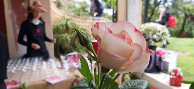 Euroflora 2022, è il giorno del "battesimo" della Rosa di Genova