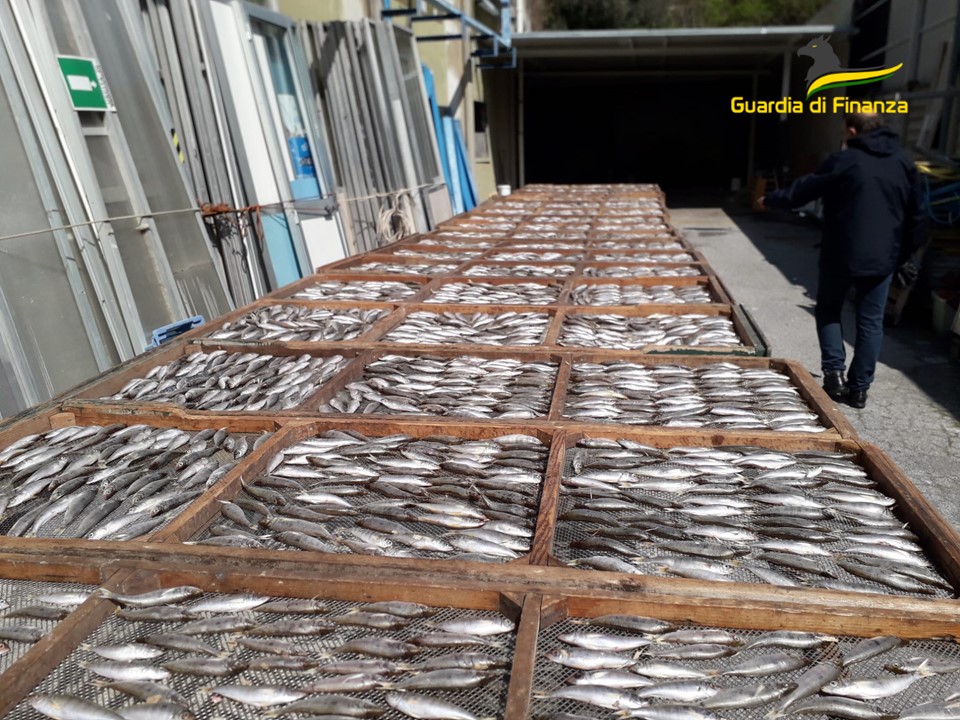 Finale Ligure, oltre 1500 chili di prodotti ittici scaduti o mal conservati: due denunce