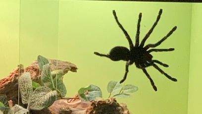 Genova, al Museo di Storia Naturale "Spiders": ragni, scorpioni e uropigi da tutto il mondo 