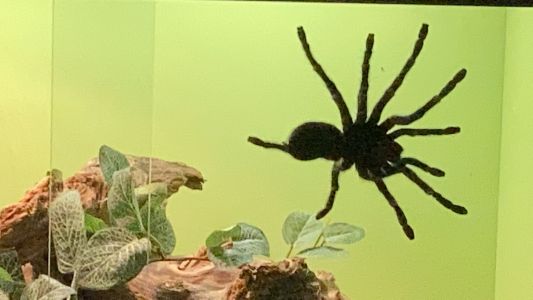 Genova, al Museo di Storia Naturale "Spiders": ragni, scorpioni e uropigi da tutto il mondo 