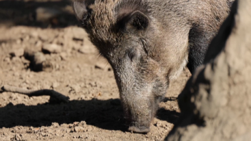 Genova, cinghiali in città. I consigli degli esperti: "Niente cibo e cani al guinzaglio"