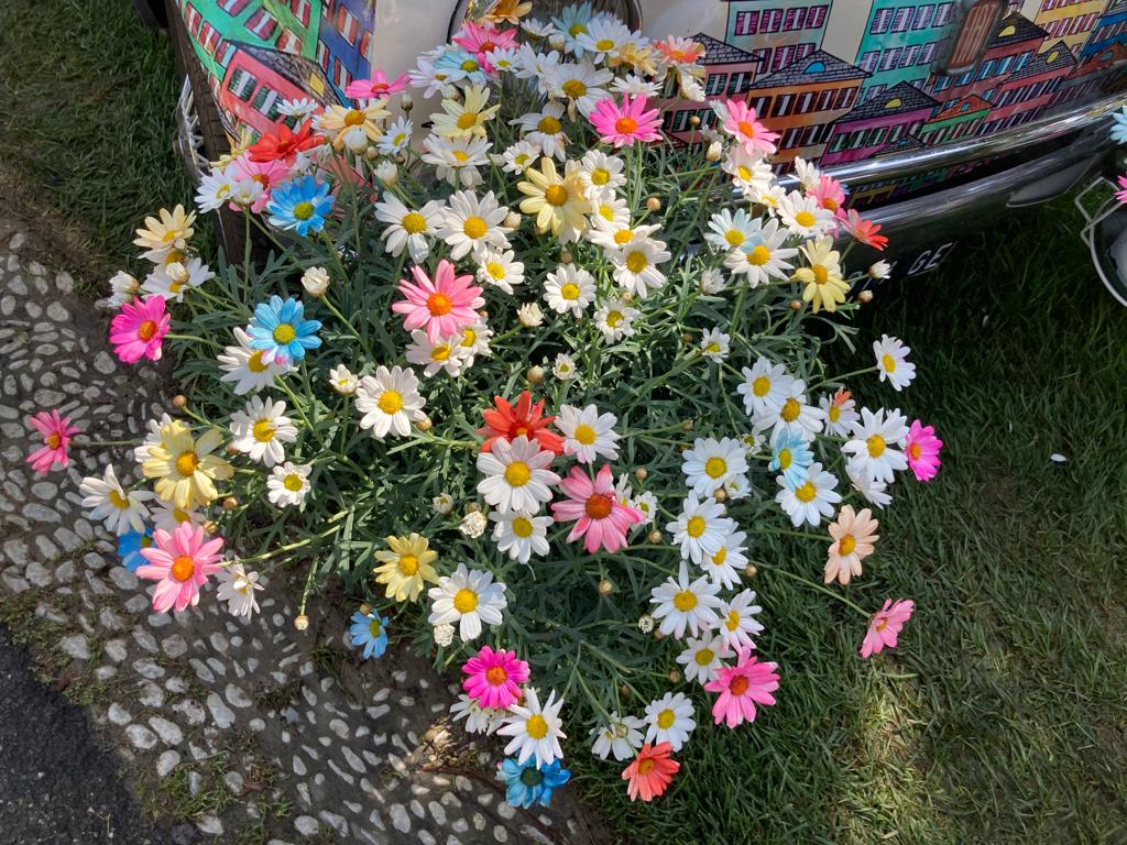 Euroflora 2022, il direttore Surace: "Prolungato fino a domenica il biglietto speciale per gli Under 30"