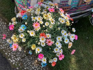 Euroflora 2022, il direttore Surace: "Prolungato fino a domenica il biglietto speciale per gli Under 30"