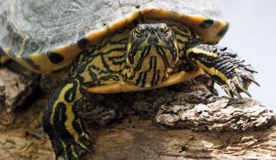 Parco Cinque Terre, trovata una tartaruga dalle orecchie gialle. Ecco perché preoccupa