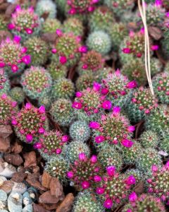 Genova, oltre sessantamila piante di Euroflora verranno regalate. Ecco a chi andranno