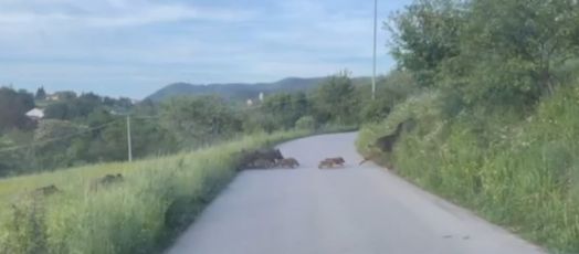 Peste suina, Sassello'. Orsi: "Grazie al sindaco avremo presto le prime gabbie"