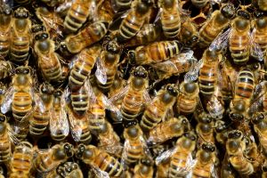 Oggi è la giornata mondiale delle api: i pericoli per la loro sopravvivenza