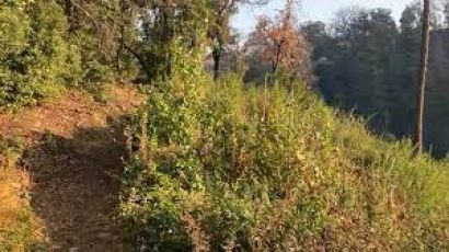 Alberi monumentali, 18 nuovi ingressi in Liguria: il totale sale a 130