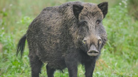 Genova, nuovo caso di peste suina a Masone