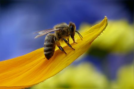 Zoagli, le api protagoniste. Per tre giorni racconti, convegni e film 
