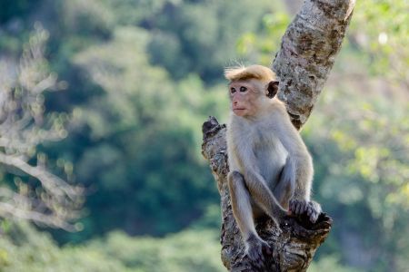 Vaiolo scimmie: antivirali in presenza di sintomi gravi, possibile trasmissione uomo-animale da compagnia