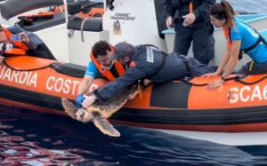 Genova, Lela e Tita tornano a nuotare: le due tartaruge liberate in mare aperto dopo le cure all'Acquario
