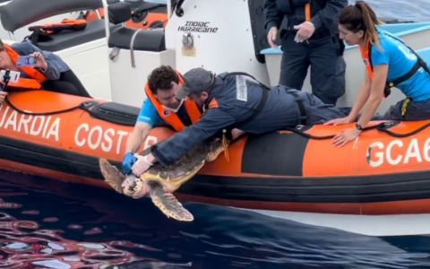 Genova, Lela e Tita tornano a nuotare: le due tartaruge liberate in mare aperto dopo le cure all'Acquario