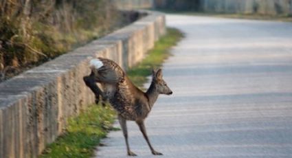 Val Trebbia, ciclista di 60 anni investito da un capriolo: in codice rosso al San Martino