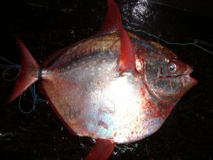 Sestri Levante, una pesca da "Re": catturato esemplare record di 43 kg