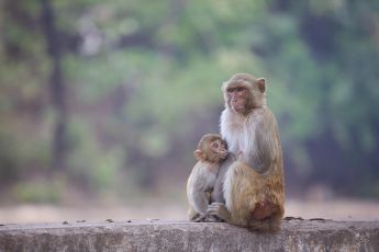 Vaiolo delle scimmie, l'Oms: "Elevato rischio trasmissione in estate"